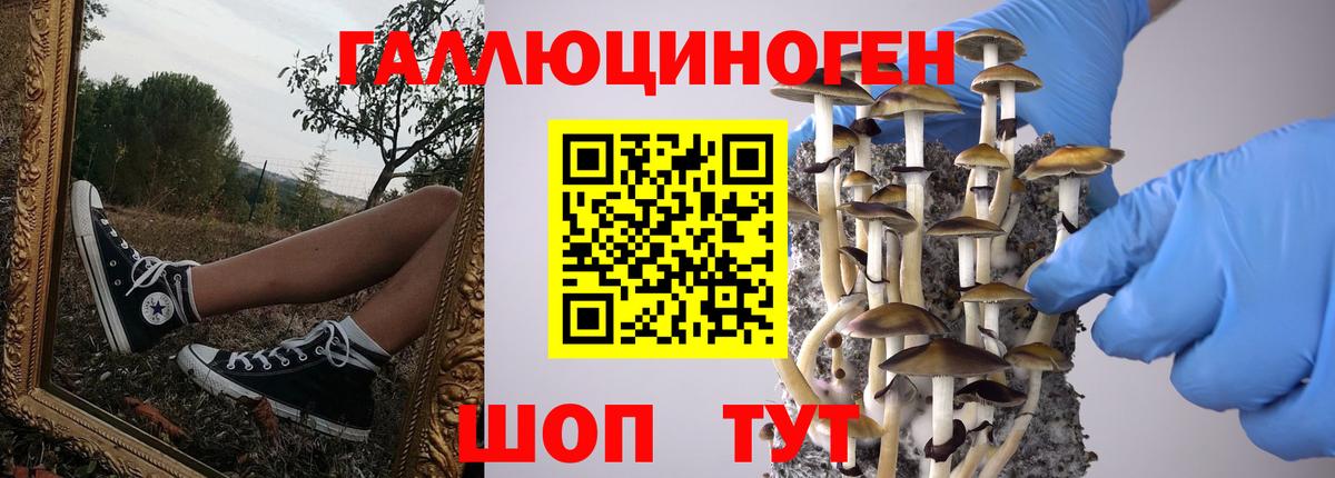 как найти   Галлюциногенные грибы Psilocybe  Вход с VPN  Елизово 